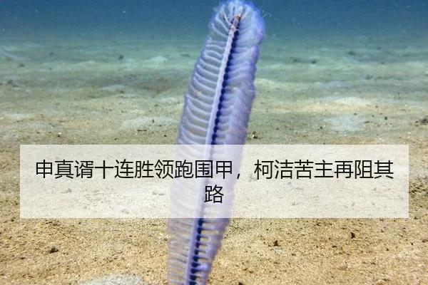 申真谞十连胜领跑围甲，柯洁苦主再阻其路